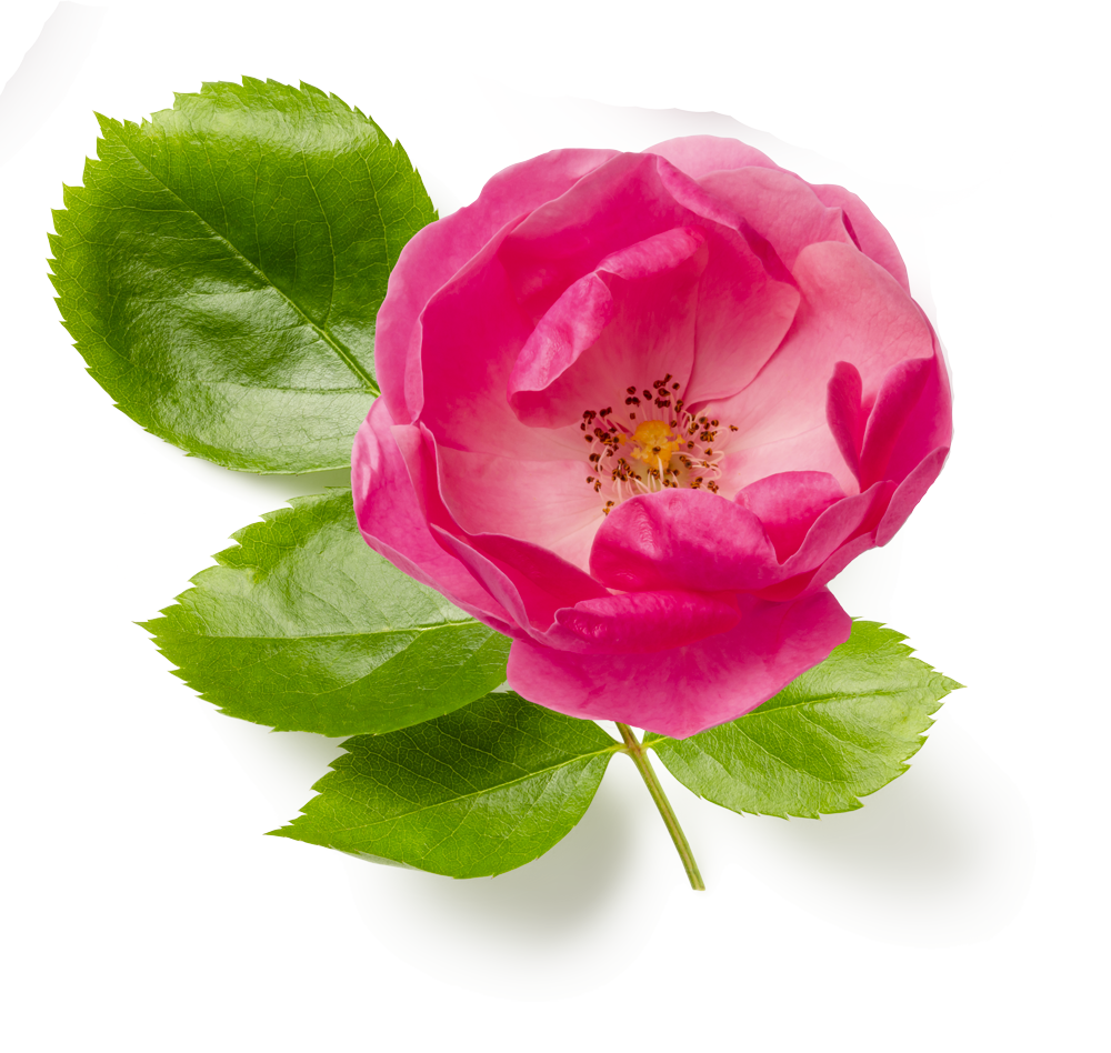 Fleur rose 